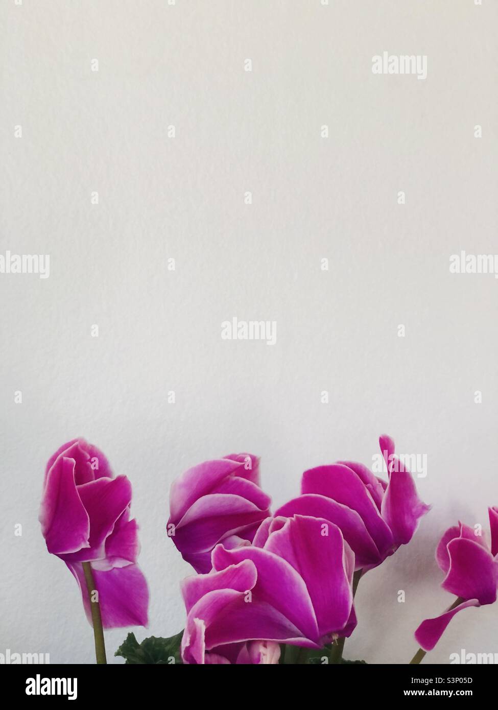 Fiori rosa - Immagine stock catturata con smartphone