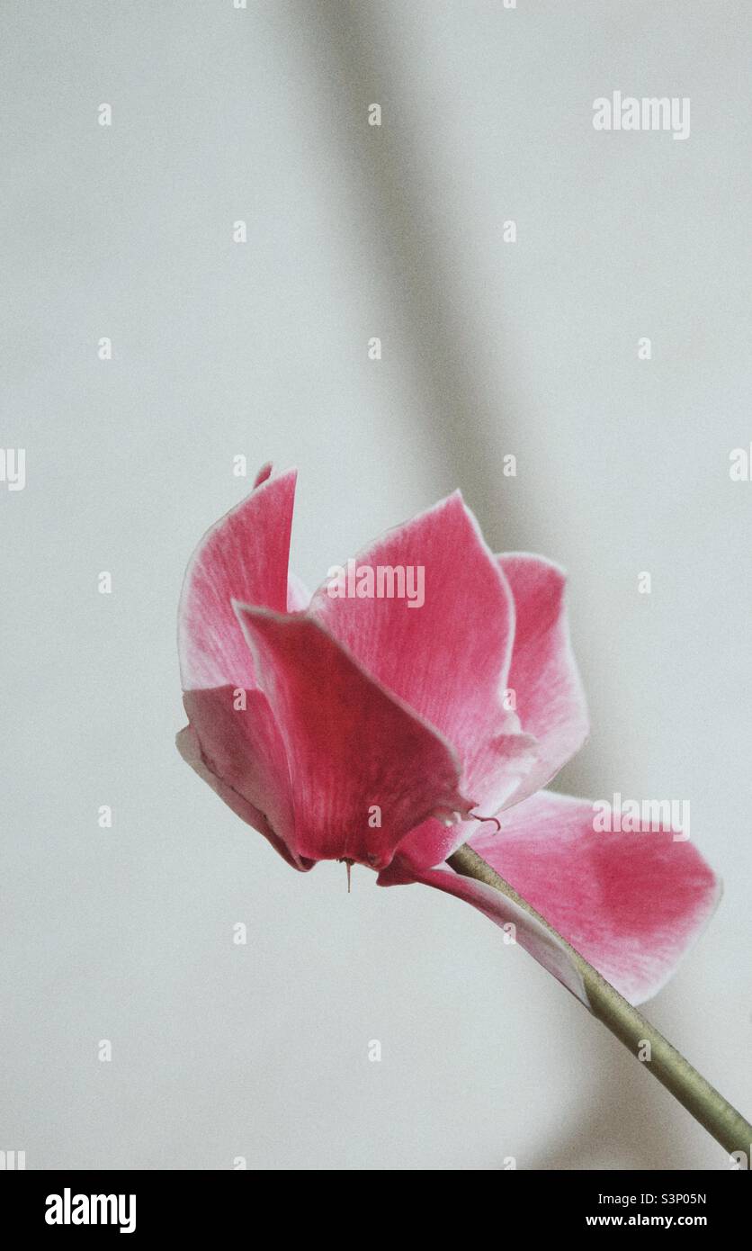 Un fiore rosa - Immagine stock catturata con smartphone