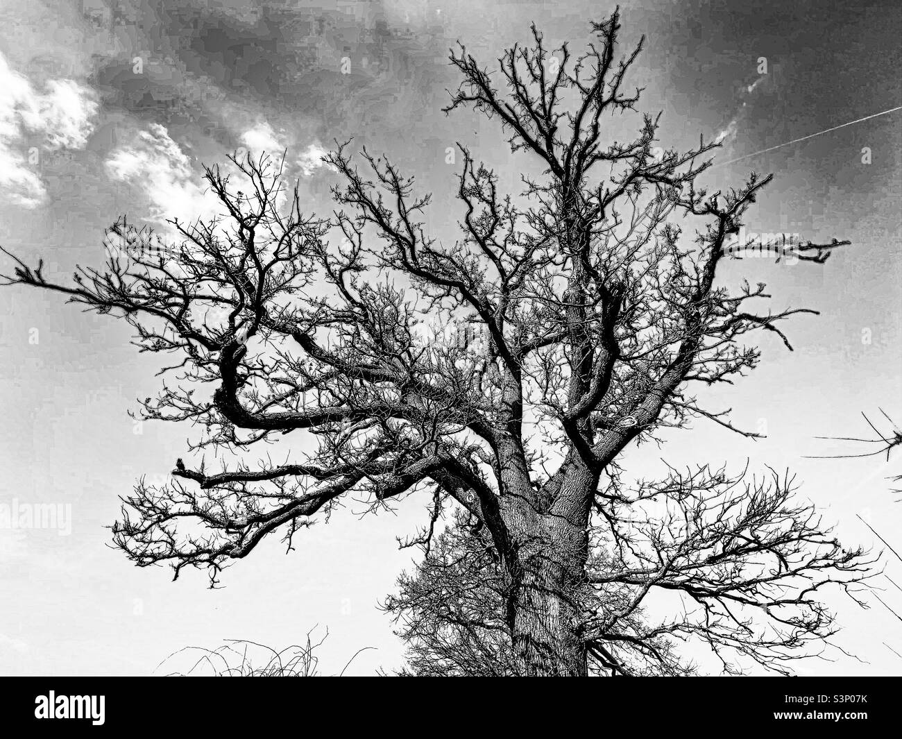 Comune albero di quercia inglese in inverno Bianco e Nero ad alto contrasto Foto Stock