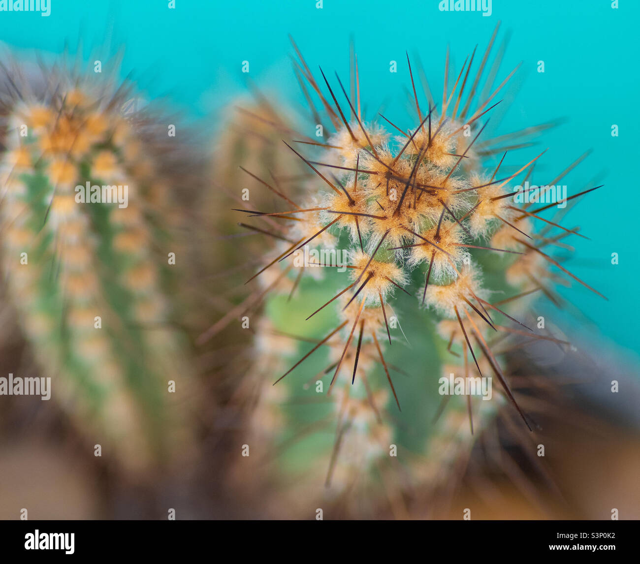 Primo piano della cima di un piccolo e spiky cactus verde e arancione su sfondo turchese Foto Stock