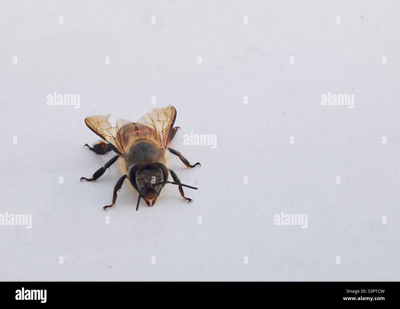Un primo piano di un'ape curiosa. - Immagine stock catturata con smartphone