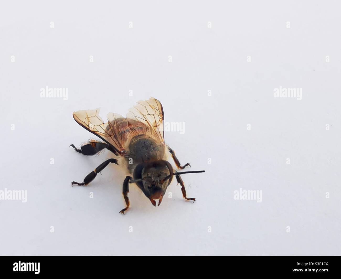 Un primo piano di un'ape curiosa. - Immagine stock catturata con smartphone