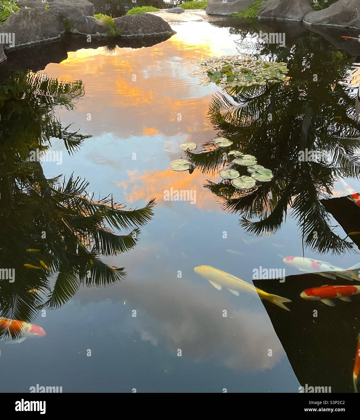 Cielo riflesso in un laghetto koi Foto Stock