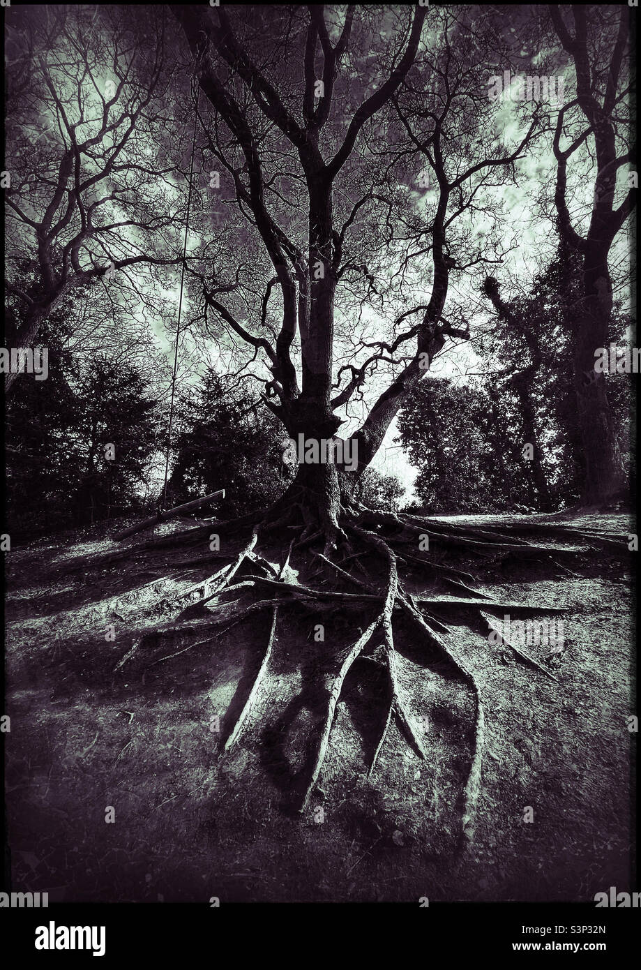 Un vecchio albero con radici lunghe esposte Foto Stock