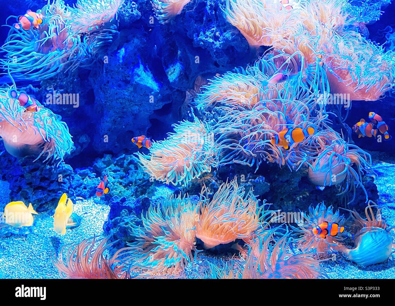 Creature del mare - Immagine stock catturata con smartphone