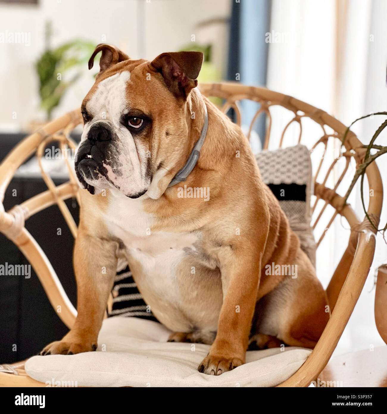 Bulldog inglese seduto su una sedia in rattan Foto stock - Alamy