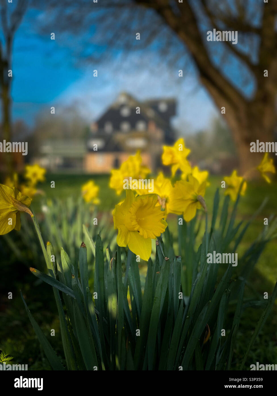 Daffodils Houghton Mill Springtime Regno Unito Foto Stock