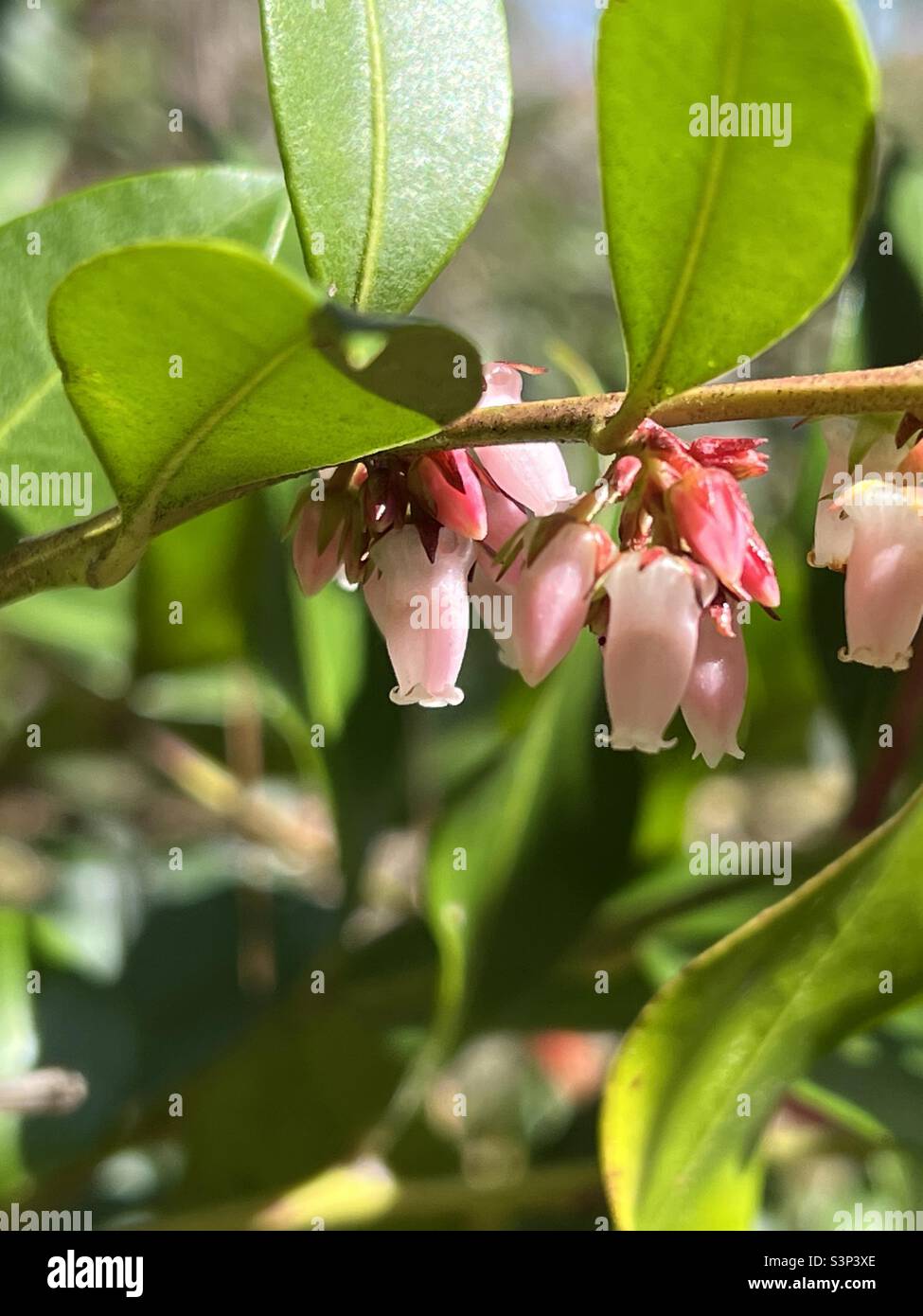 Fiori rosa di Fetterbush Foto Stock