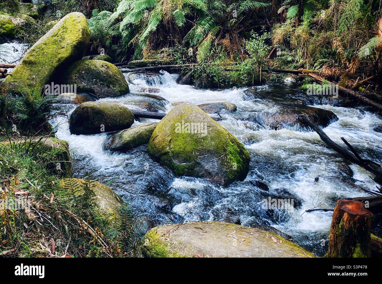 Bel fiume che scorre nella foresta - Immagine stock catturata con smartphone