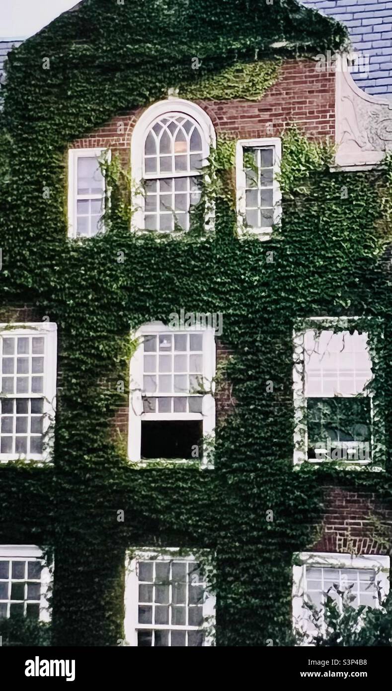 Ivy ha coperto la Harvard University Building Cambridge Massachusetts Foto Stock