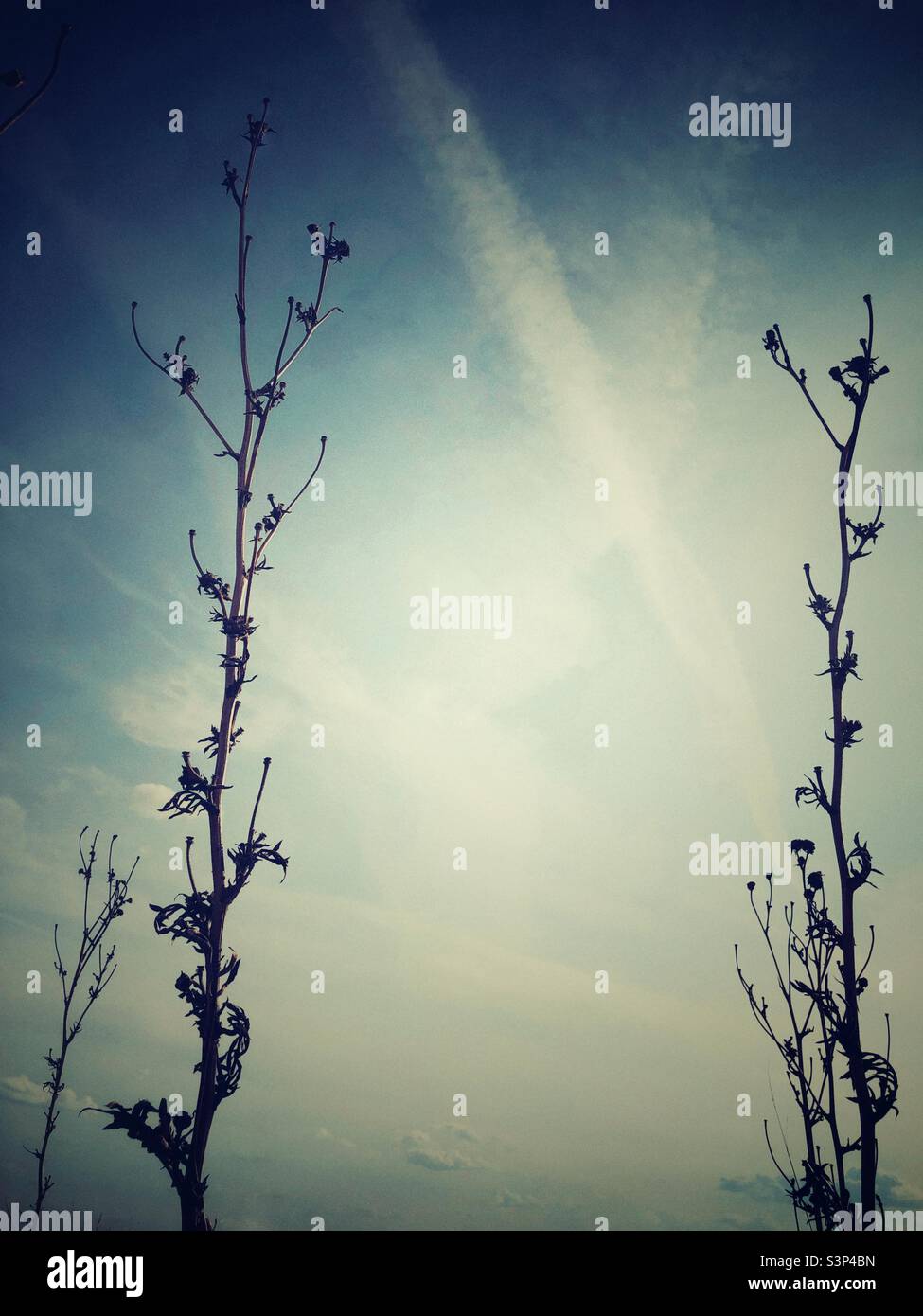 Prateria gambi di erba e semi appassiti contro il cielo invernale pallido. Foto Stock