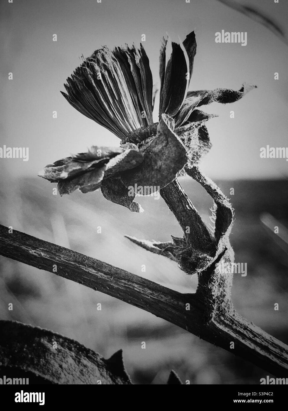 Piante e foglie alla fine della stagione come parte del ciclo di vita botanico, in stato di riposo, croccanti, secche e semina - Immagine stock catturata con smartphone