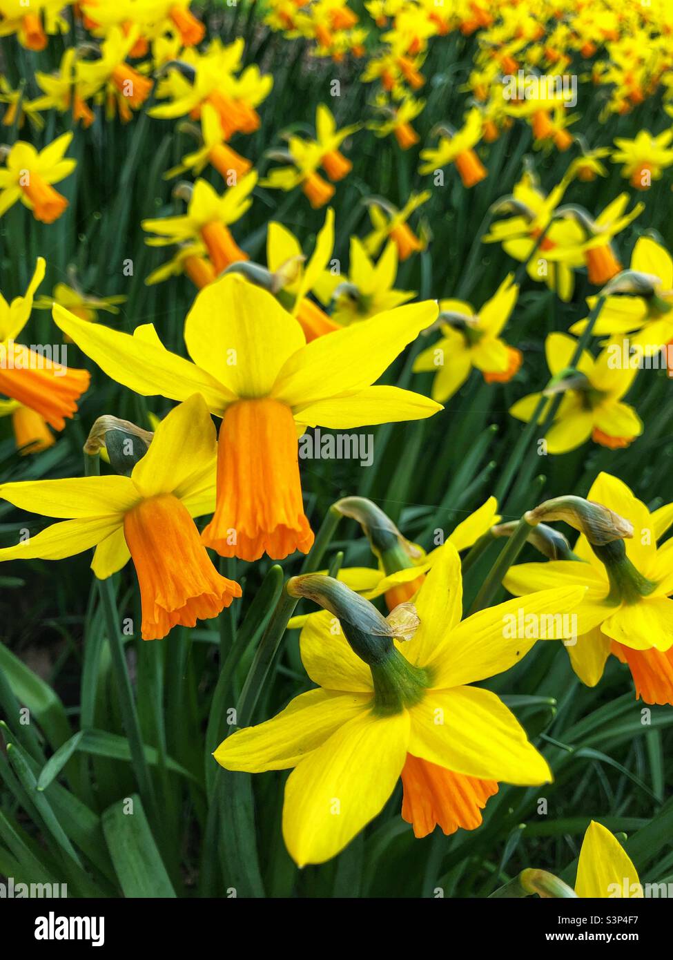 I narcisi in fiore - Immagine stock catturata con smartphone