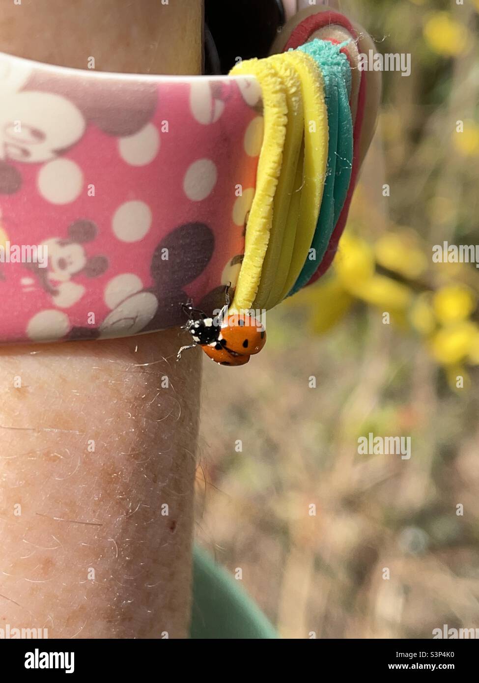 Bug colorato. Foto Stock