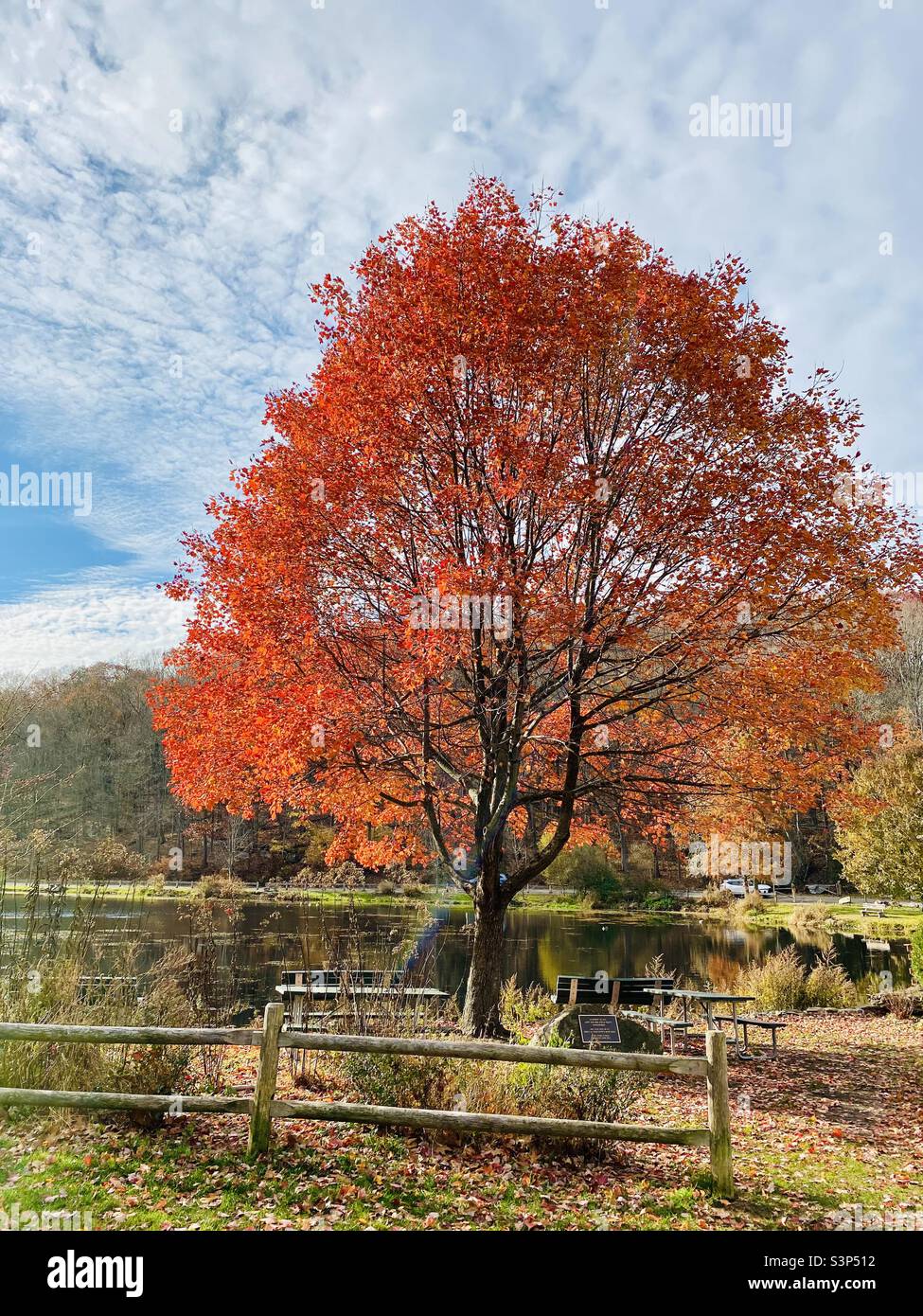 Arance Tree in Field Closeup Foto Stock