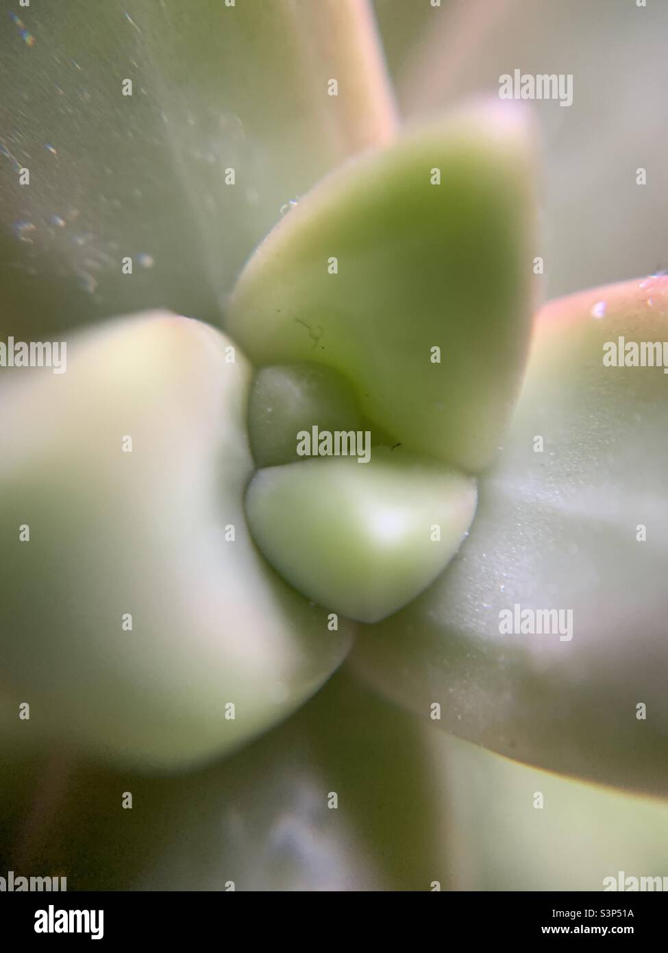 Pianta succulenta verde su macro fotografia dettagliata da vicino Foto Stock