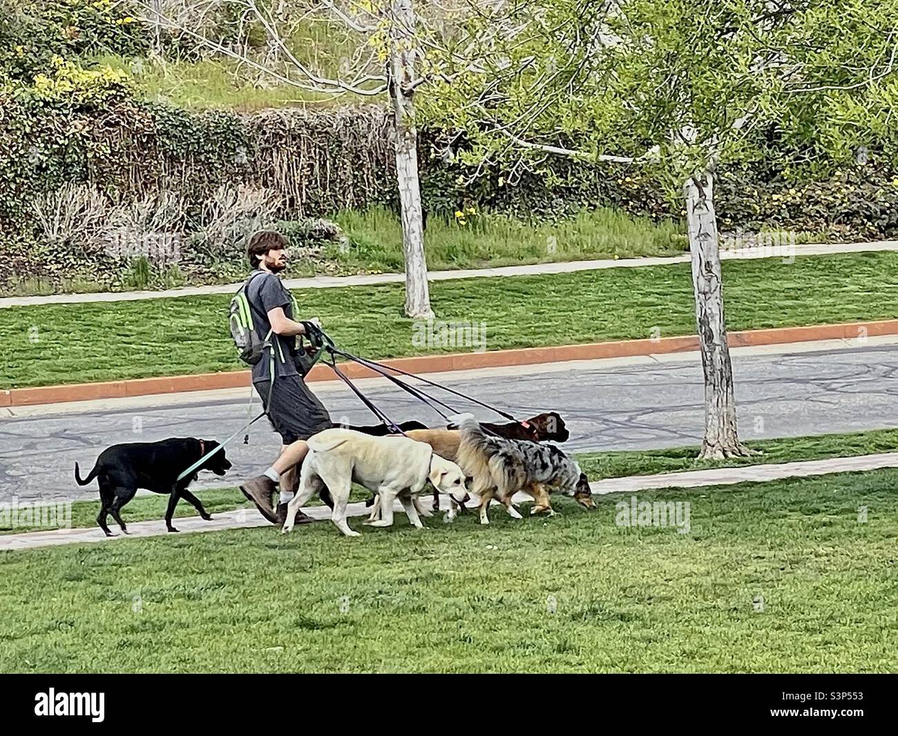 Un camminatore di cani ha le mani piene con circa mezza dozzina di cani di grandi dimensioni in un giorno di primavera al Memory Grove Memorial Park a Salt Lake City, Utah, USA. - Immagine stock catturata con smartphone
