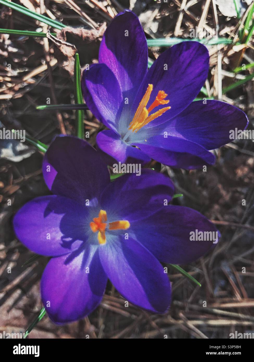 Balza gialla dalla fioritura olandese del crocus, da cui si raccoglie lo Saffron - Immagine stock catturata con smartphone