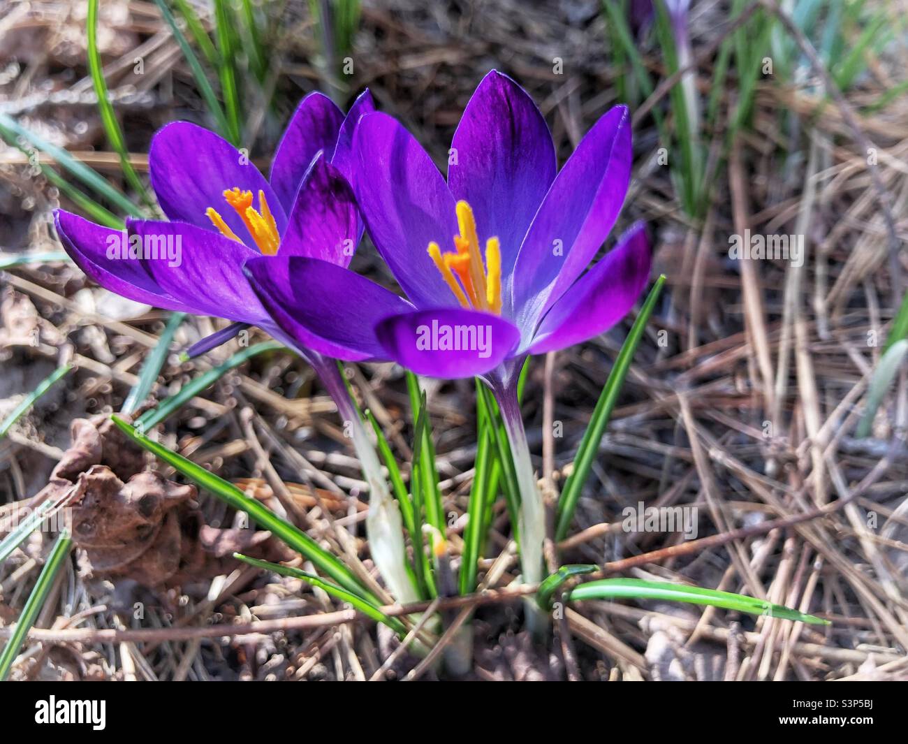 Fiorisce un crocus primaverile con balza gialla, da cui si raccoglie lo Saffron Foto Stock