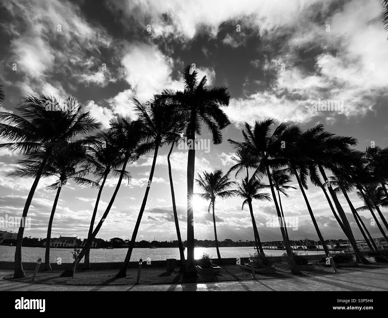 Le palme in bianco e nero Foto Stock