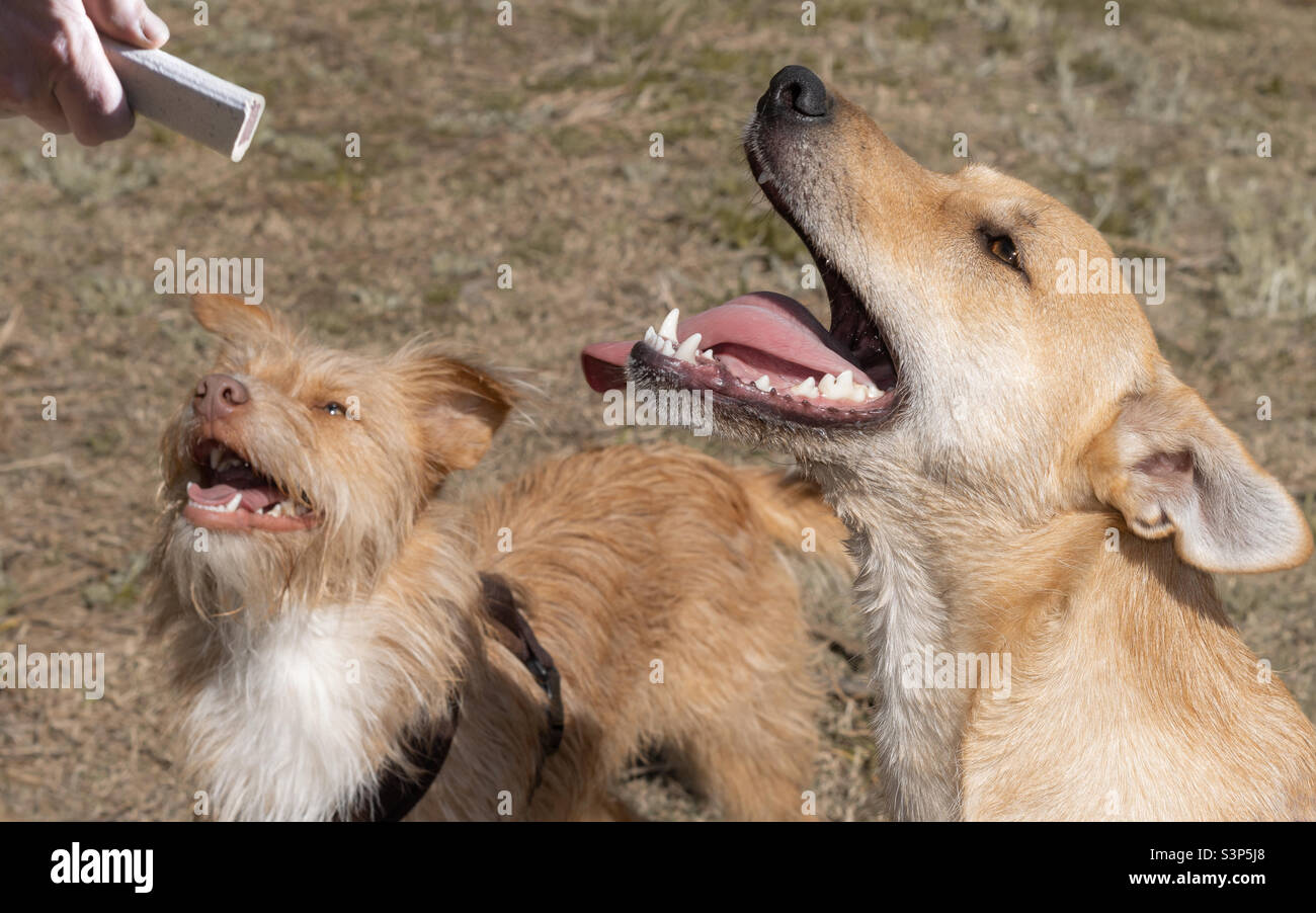 2 cani felici cercano in attesa di una delizia Foto Stock