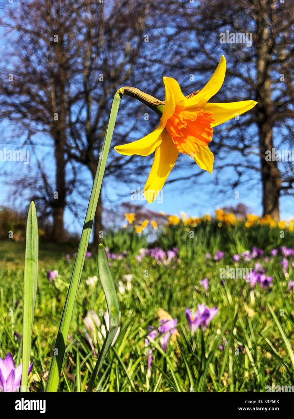 Singolo Daffodil in fiore tra i Crocus - Immagine stock catturata con smartphone