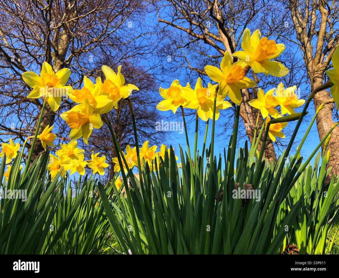 I narcisi in fiore - Immagine stock catturata con smartphone