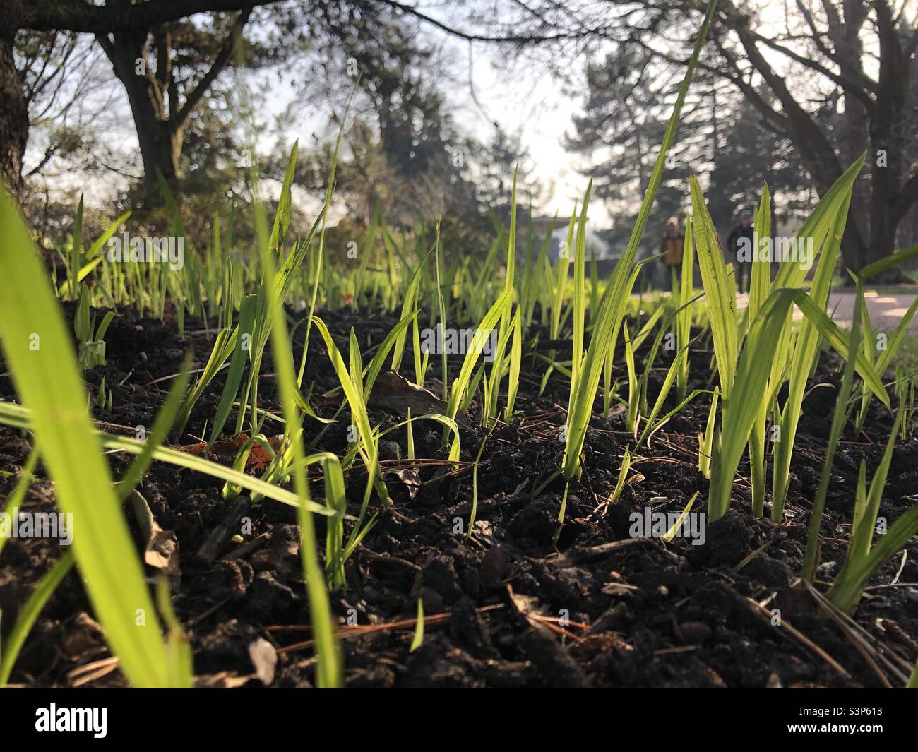 Germogli verdi di primavera - Immagine stock catturata con smartphone