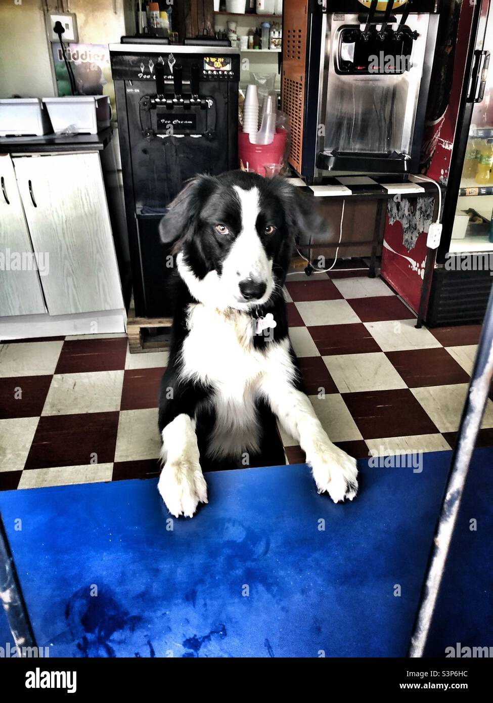 Collie in bianco e nero su un pavimento in bianco e nero in una gelateria - Immagine stock catturata con smartphone