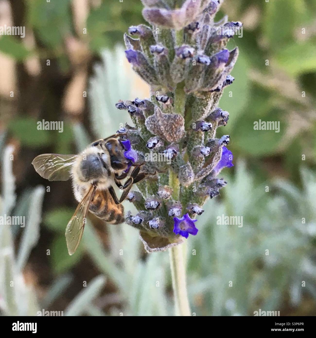 Ape su lavanda Foto Stock