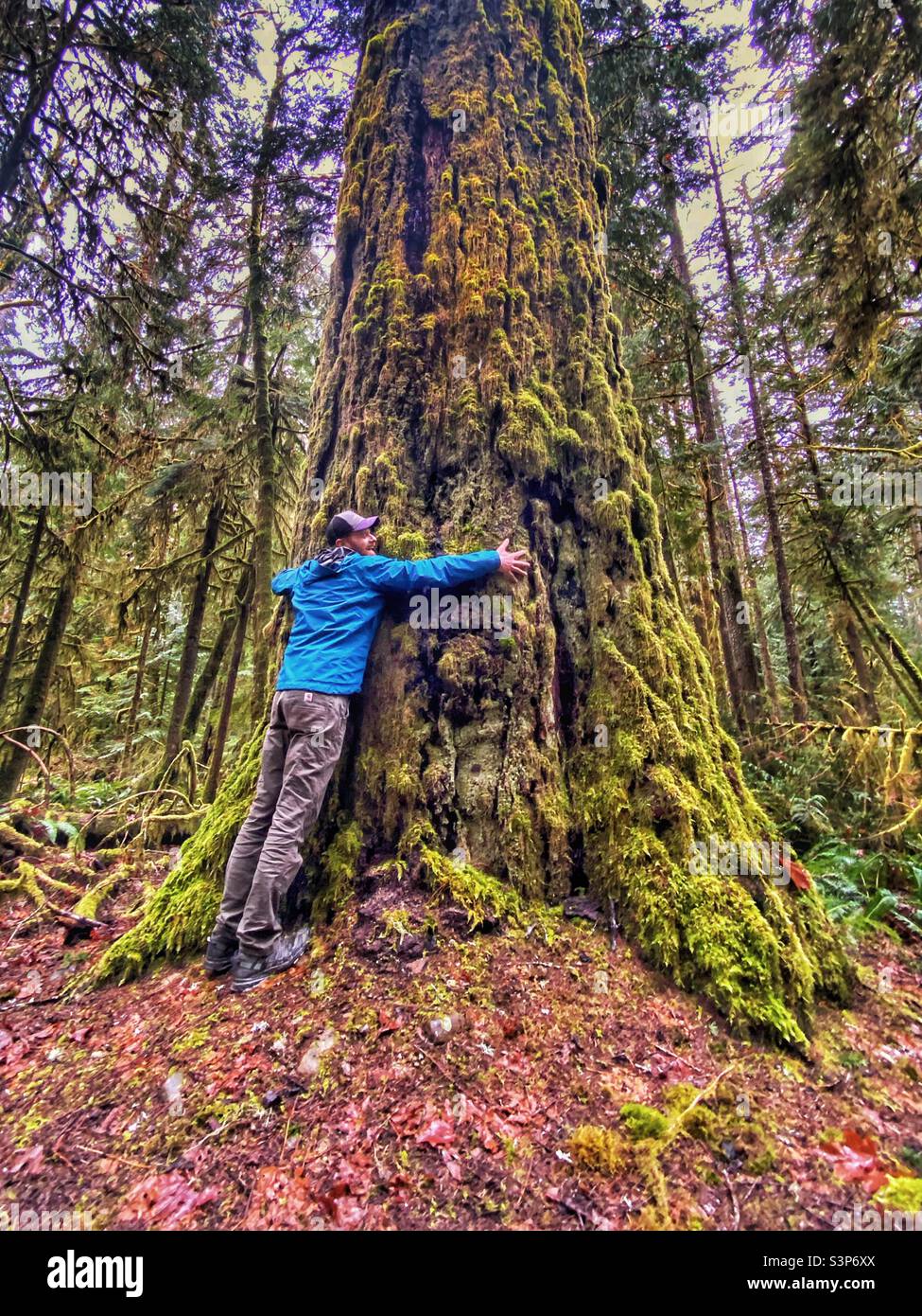 L'uomo in una giacca blu abbraccia un vecchio albero di crescita, hanno modello di rilascio. Foto Stock