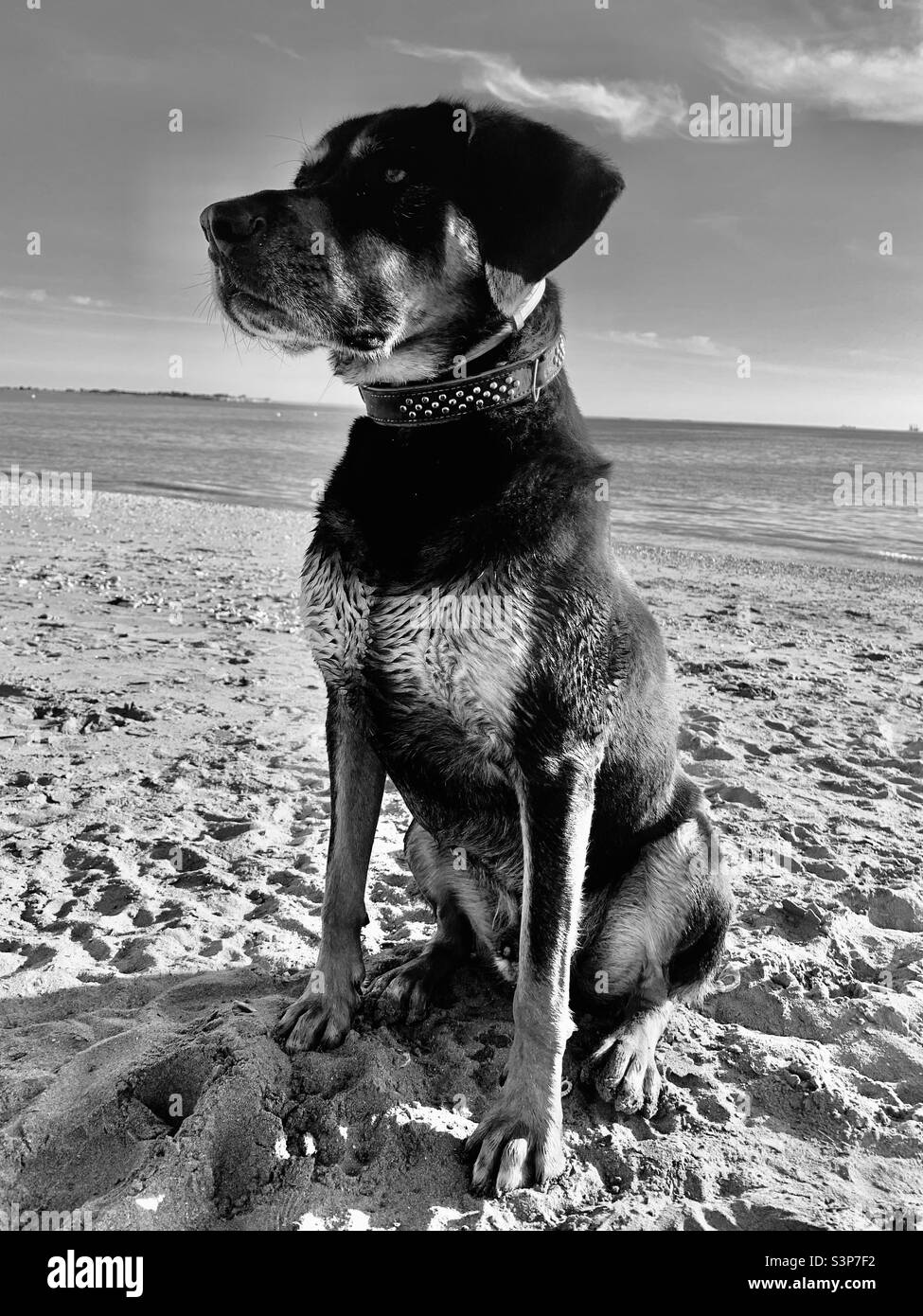 Chien regnant les gens passés sur la plage Foto Stock