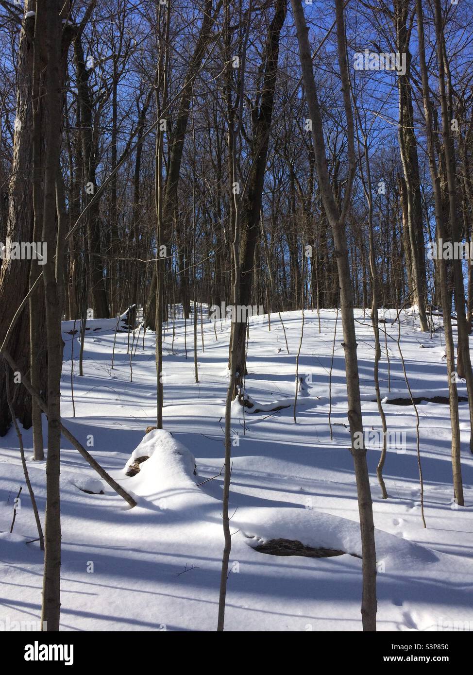 Coperta di neve nella foresta in una mattinata d'inverno. Foto Stock