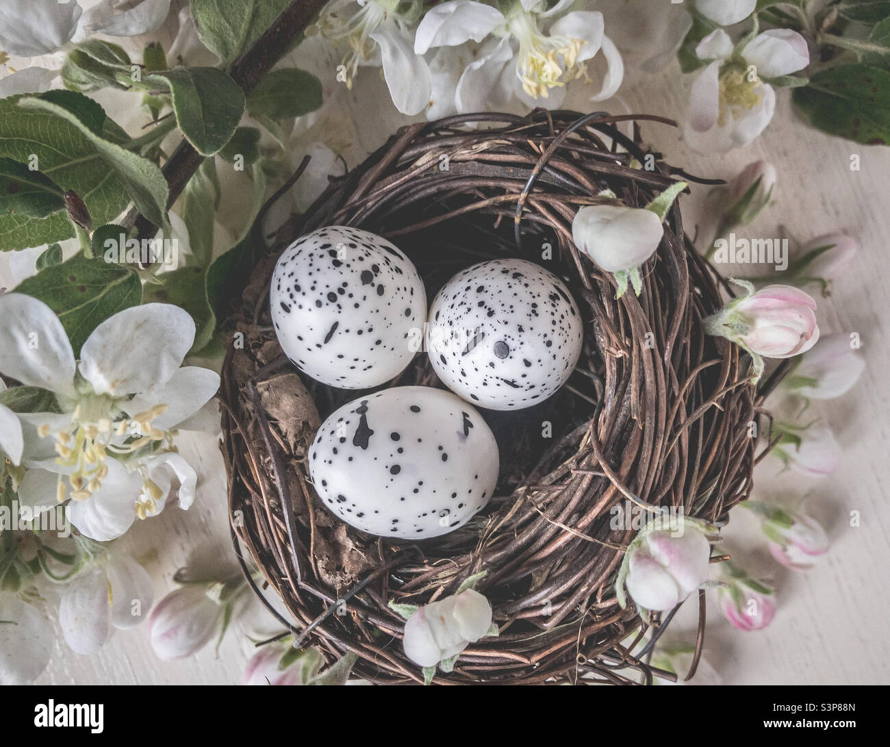 Nido d’uccello con 3 uova macchiate circondate da fiori di mela - Immagine stock catturata con smartphone