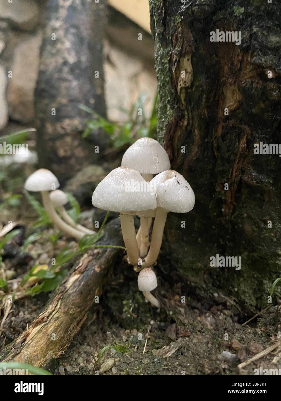 Fungo bianco dopo la pioggia Foto Stock