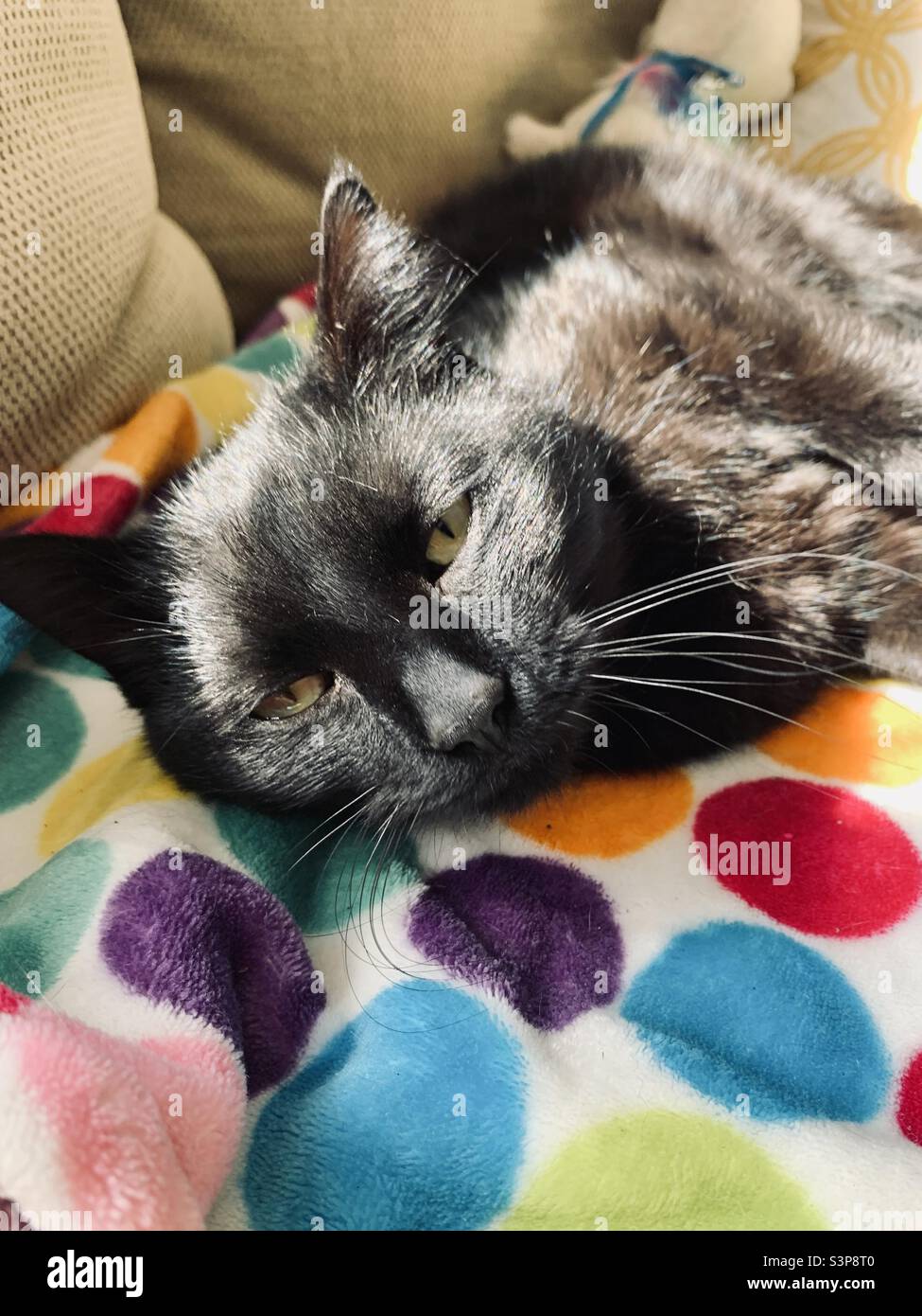 Gatto nero che dorme al sole Foto Stock