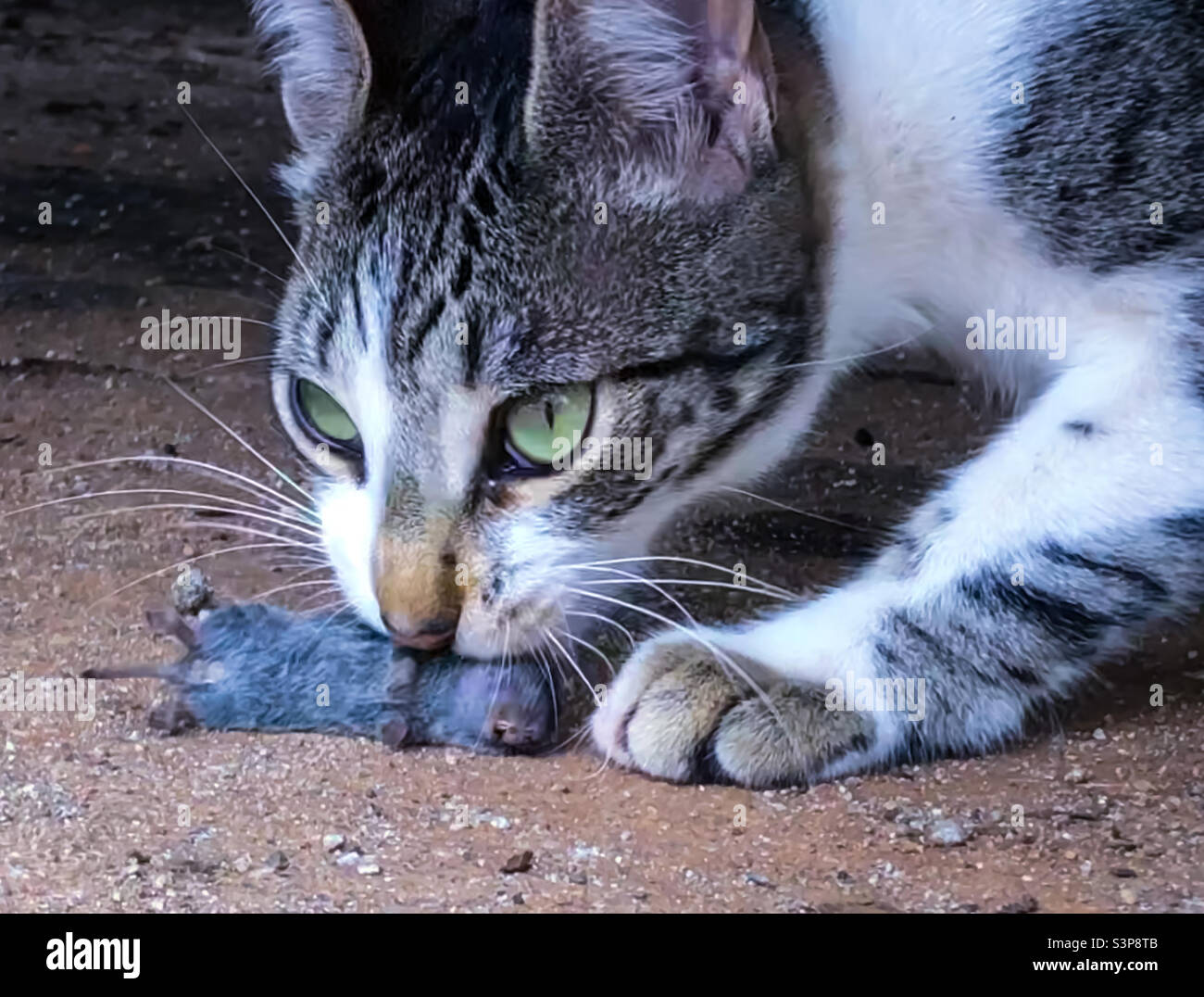Un gattino di 6 mesi con la sua prima uccisione in bocca - Immagine stock catturata con smartphone