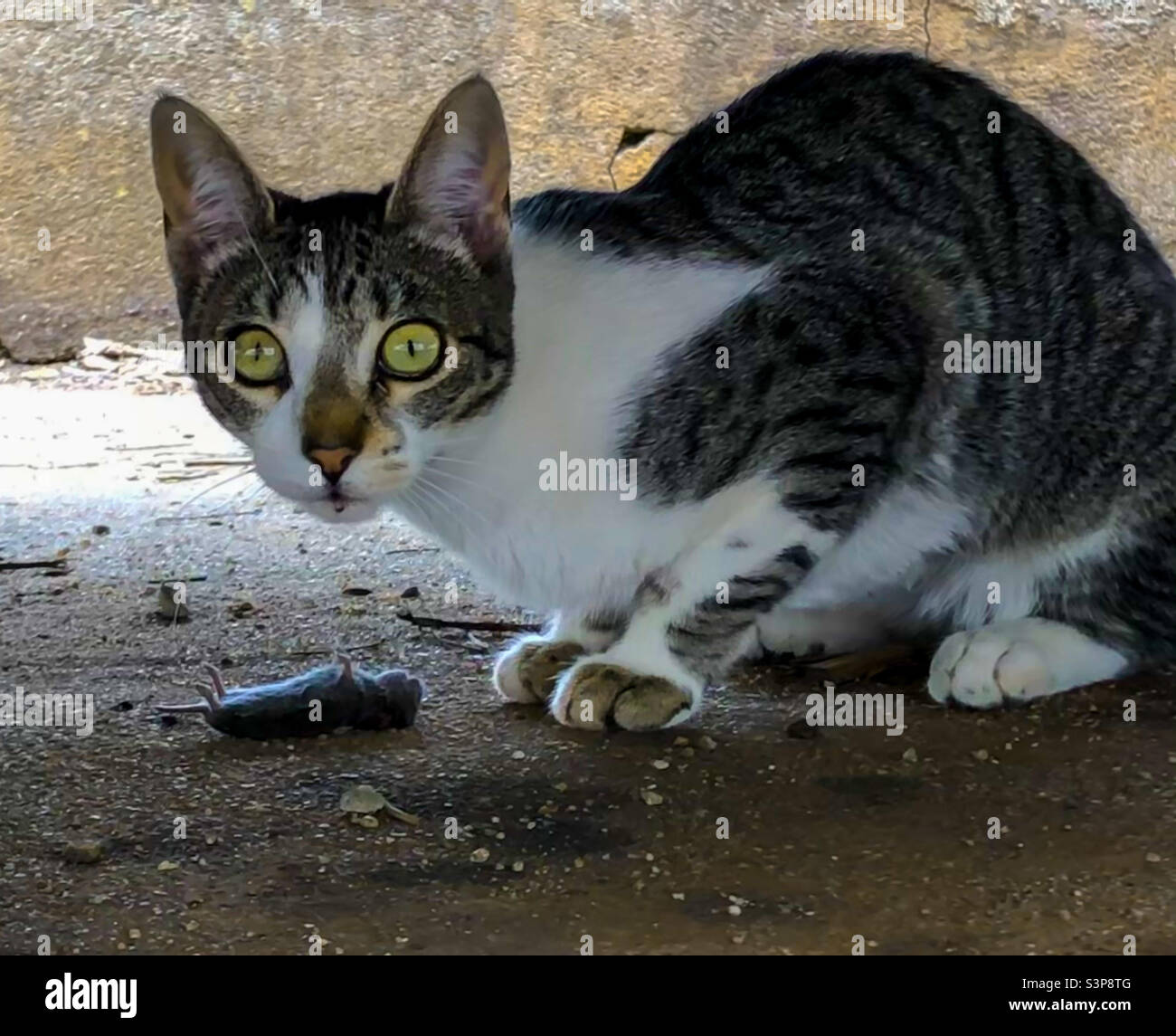 Un gattino di 6 mesi siede possessivamente sopra il cadavere di un roditore che ha brutalmente ucciso - Immagine stock catturata con smartphone