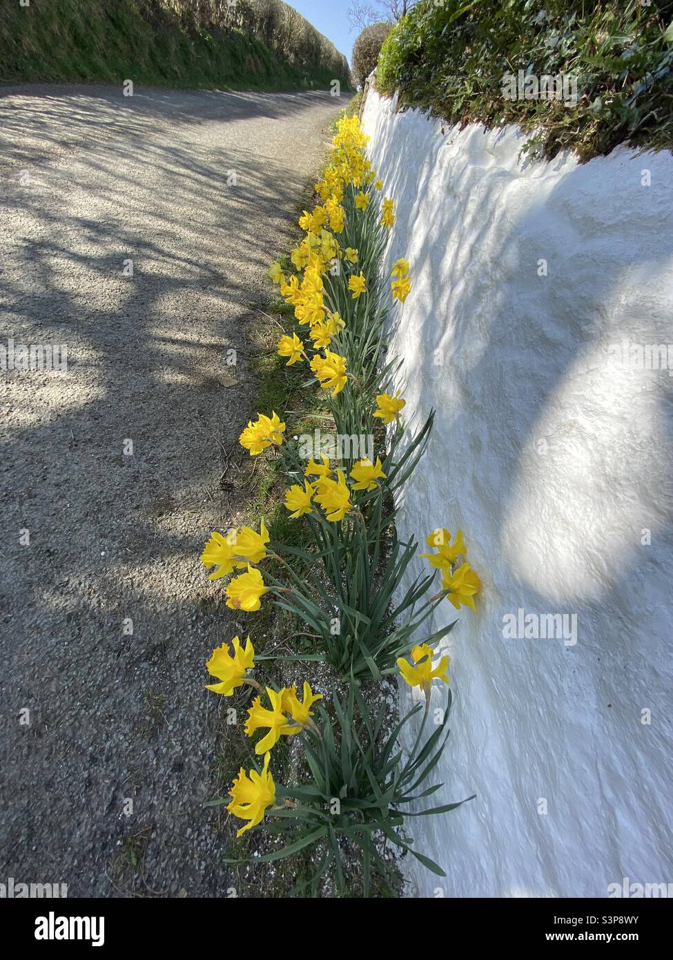 Naffodils che crescono lungo il muro della cappella di Bwlchycorn a Rhydargaeau, Carmarthenshire, Galles. 26 marzo 2022. Foto Stock