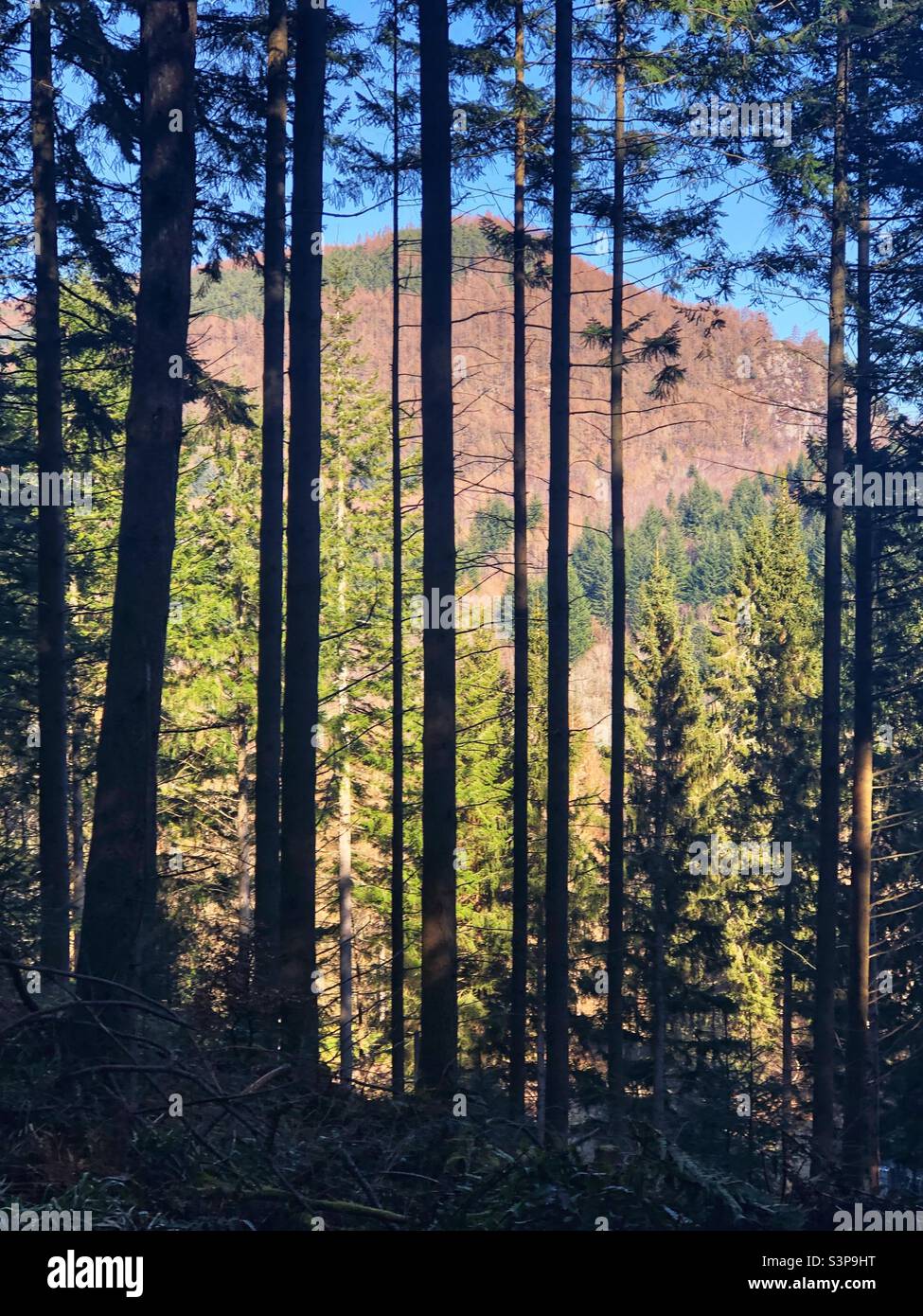 La luce del sole filtra attraverso la foresta - Immagine stock catturata con smartphone