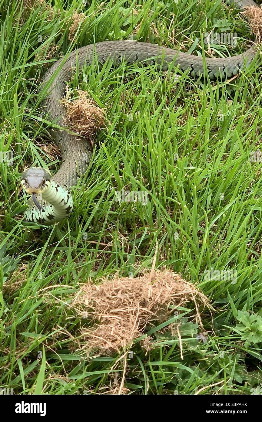 Serpente di erba (Natrix Helvetica) che si muove attraverso l'erba con la testa sollevata. A volte si sa come un serpente anellato. Inghilterra Regno Unito. - Immagine stock catturata con smartphone