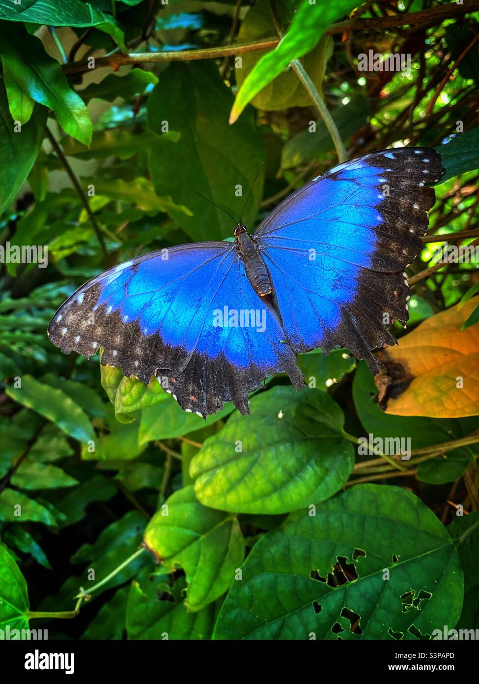 Bella farfalla blu con le sue ali spalancate ampio aperto seduta su una pianta Foto Stock