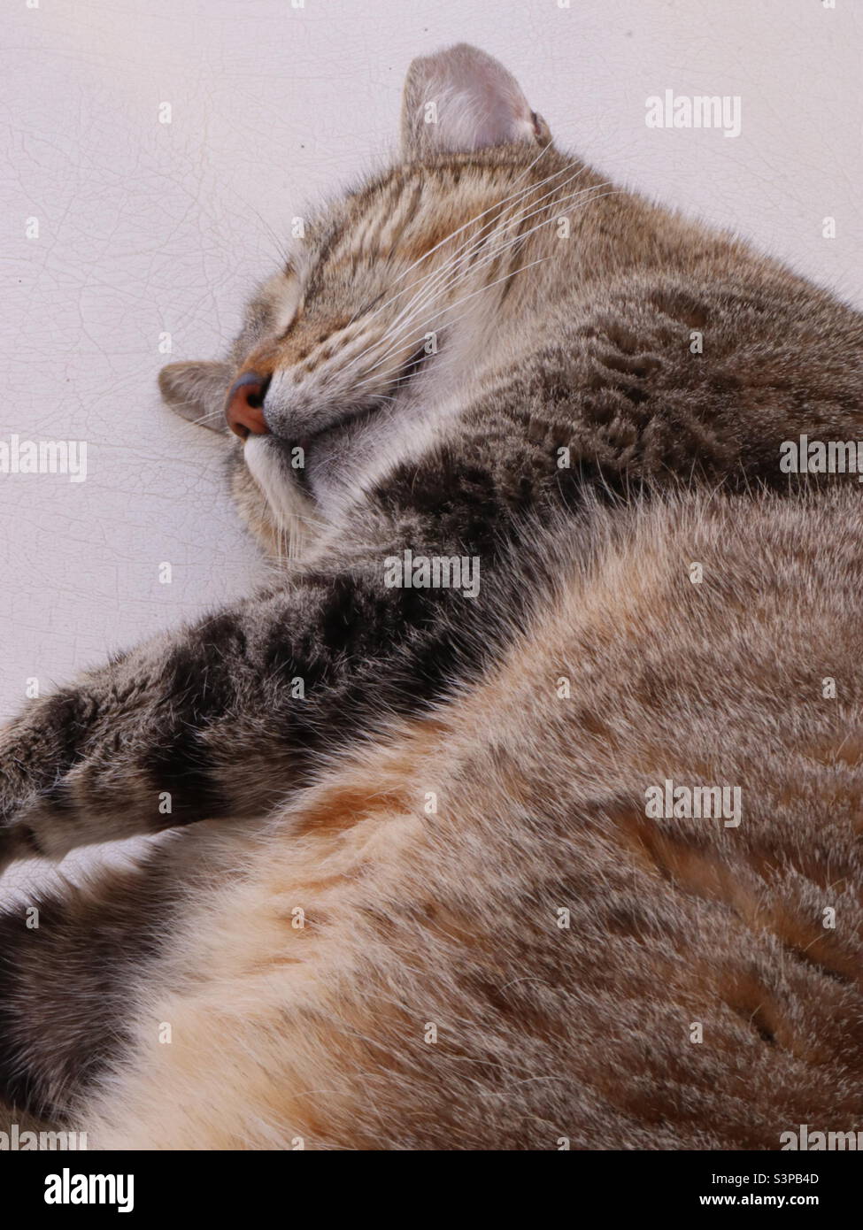 Gatto a riposo al sole dopo una notte sulle piastrelle Foto Stock