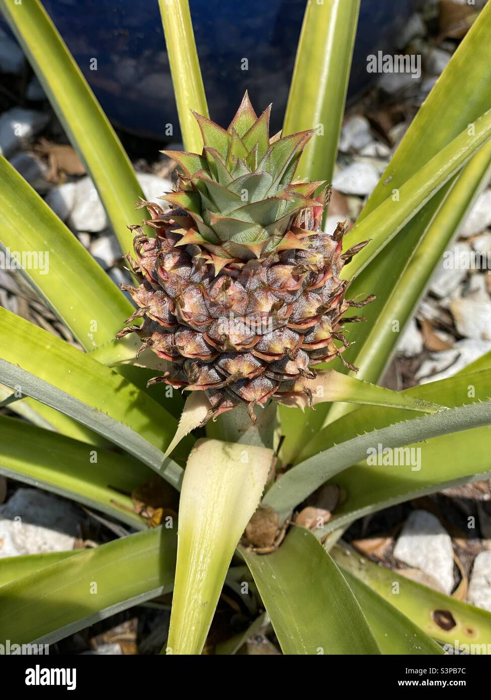 Ananas pianta che cresce nel cortile. - Immagine stock catturata con smartphone
