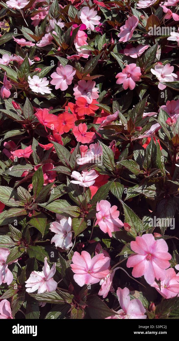 Rosa Impatiens hawkeri fiori - Nuova Guinea Impatiens - sfondo Foto Stock