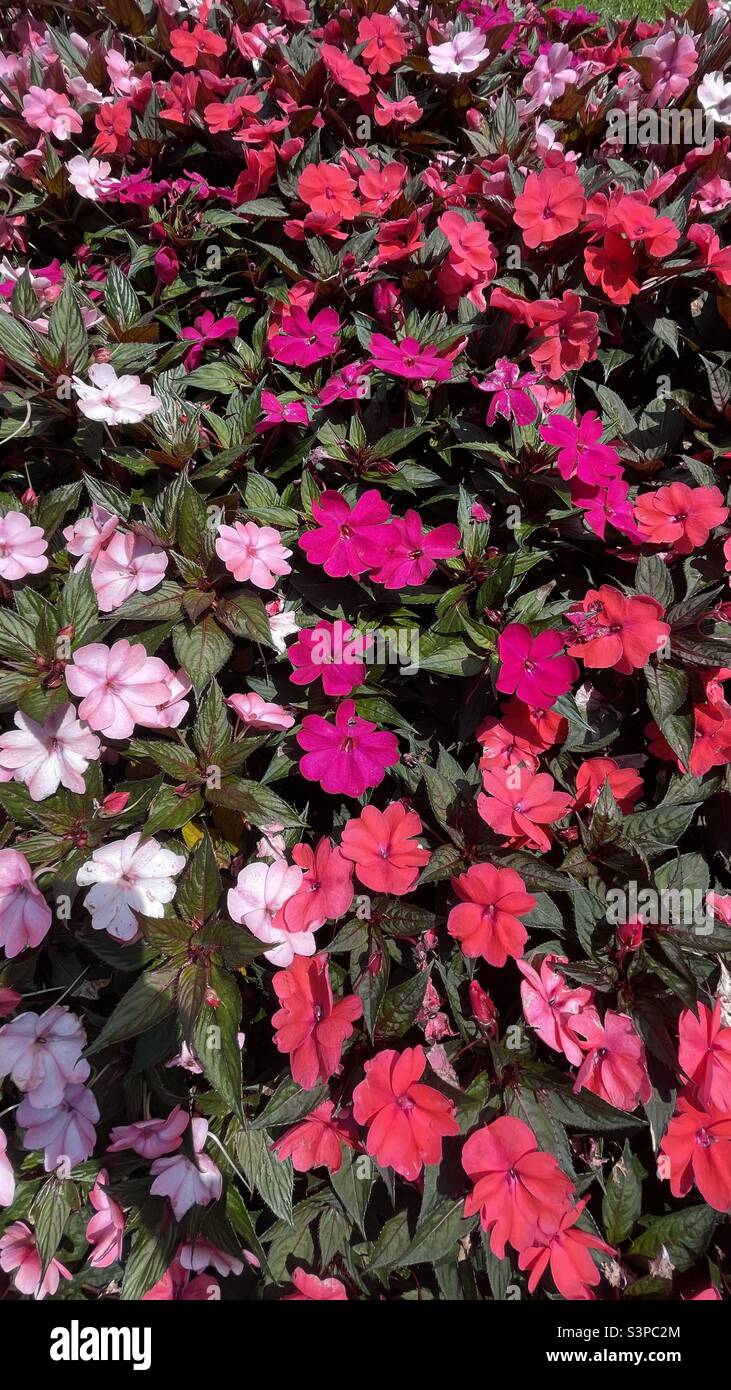Rosa Impatiens hawkeri fiori - Nuova Guinea Impatiens - sfondo Foto Stock