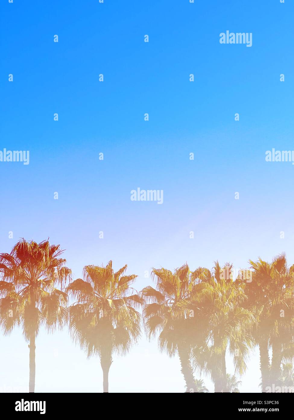 California sognando marzo 2022. Palme e cielo al tramonto a Santa Barbara. Foto Stock