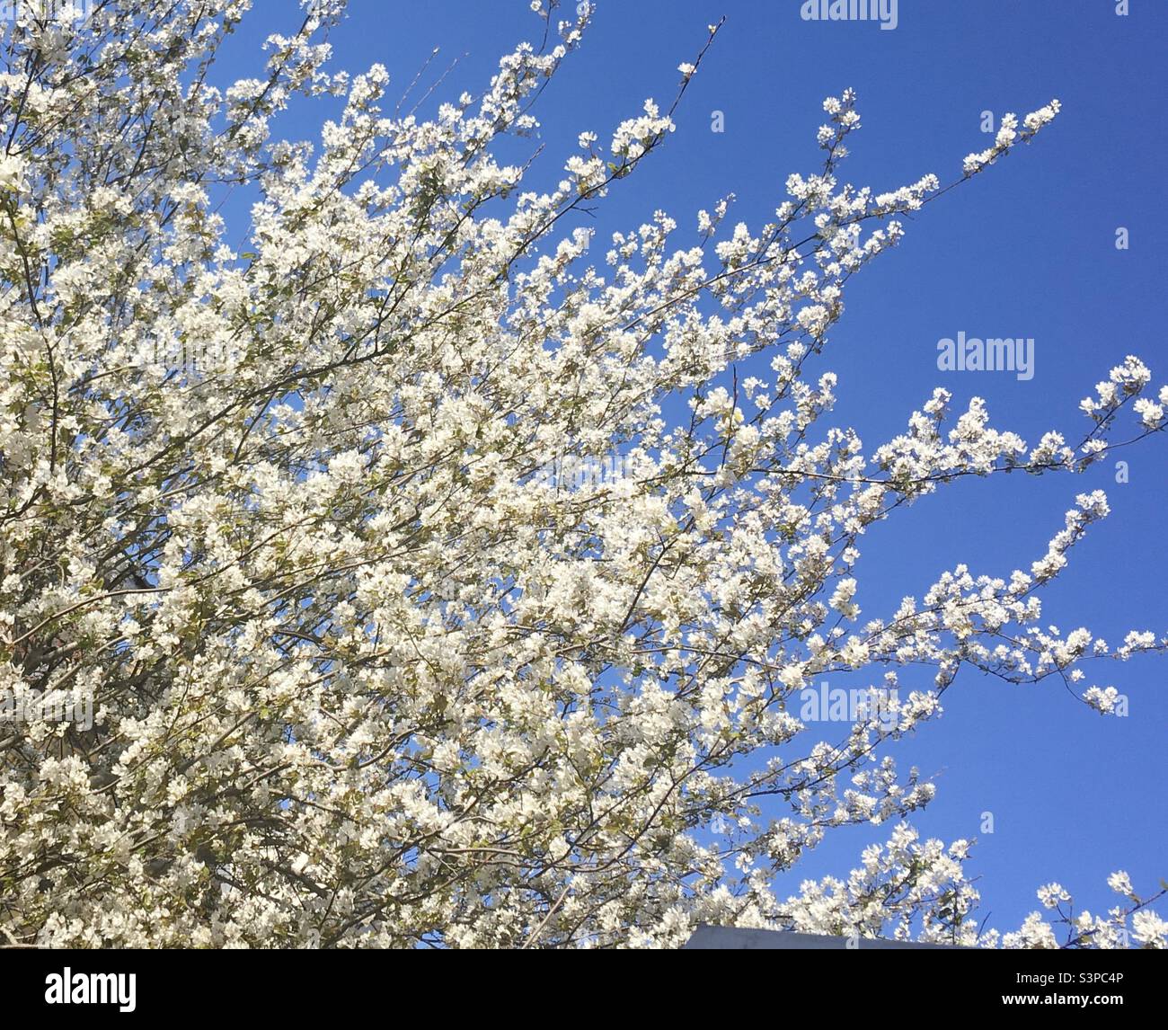 Fiori bianchi di Amelanchier su un albero in primavera con cielo blu Foto Stock