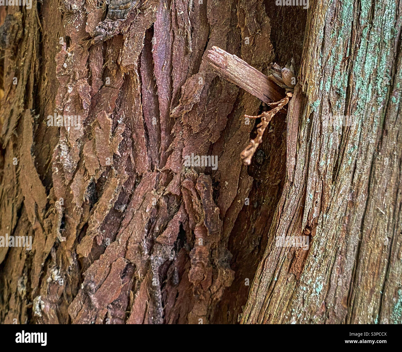 Primo piano semi-astratto della corteccia testurizzata di due alberi di redcedro occidentale (Thuga plicata) in una foresta nella British Columbia costiera. Foto Stock