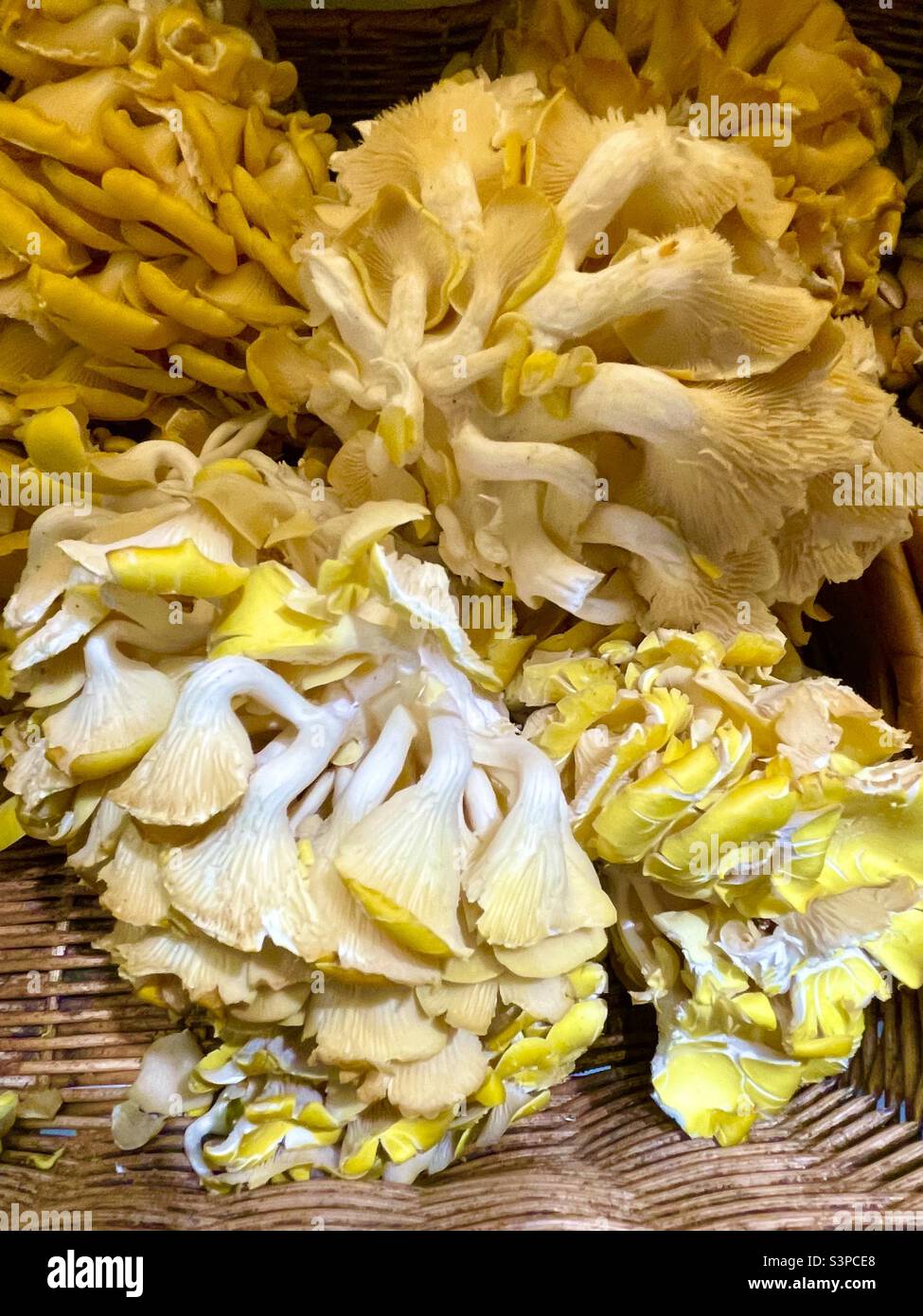 Funghi di ostrica gialli in un cestino Foto Stock